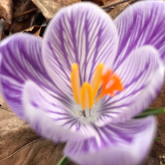 Meet your Posher, Cin - Picture 2 of 2